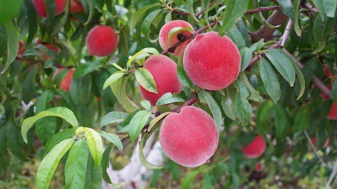 入园免费吃!周末威远人好去处_桃子_品种_种植