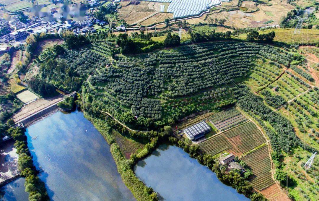 四川油橄榄种植基地图片