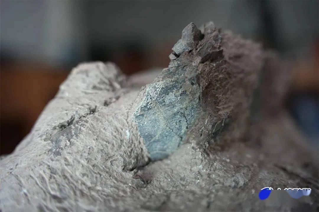 这个晋江山海协作对口地首次发现恐龙蛋!_福建省_上杭_化石