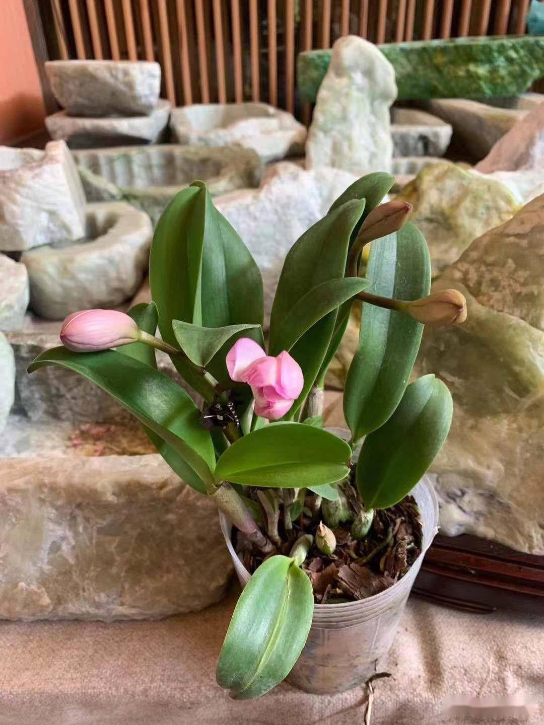 卡特兰_植株_鳞茎