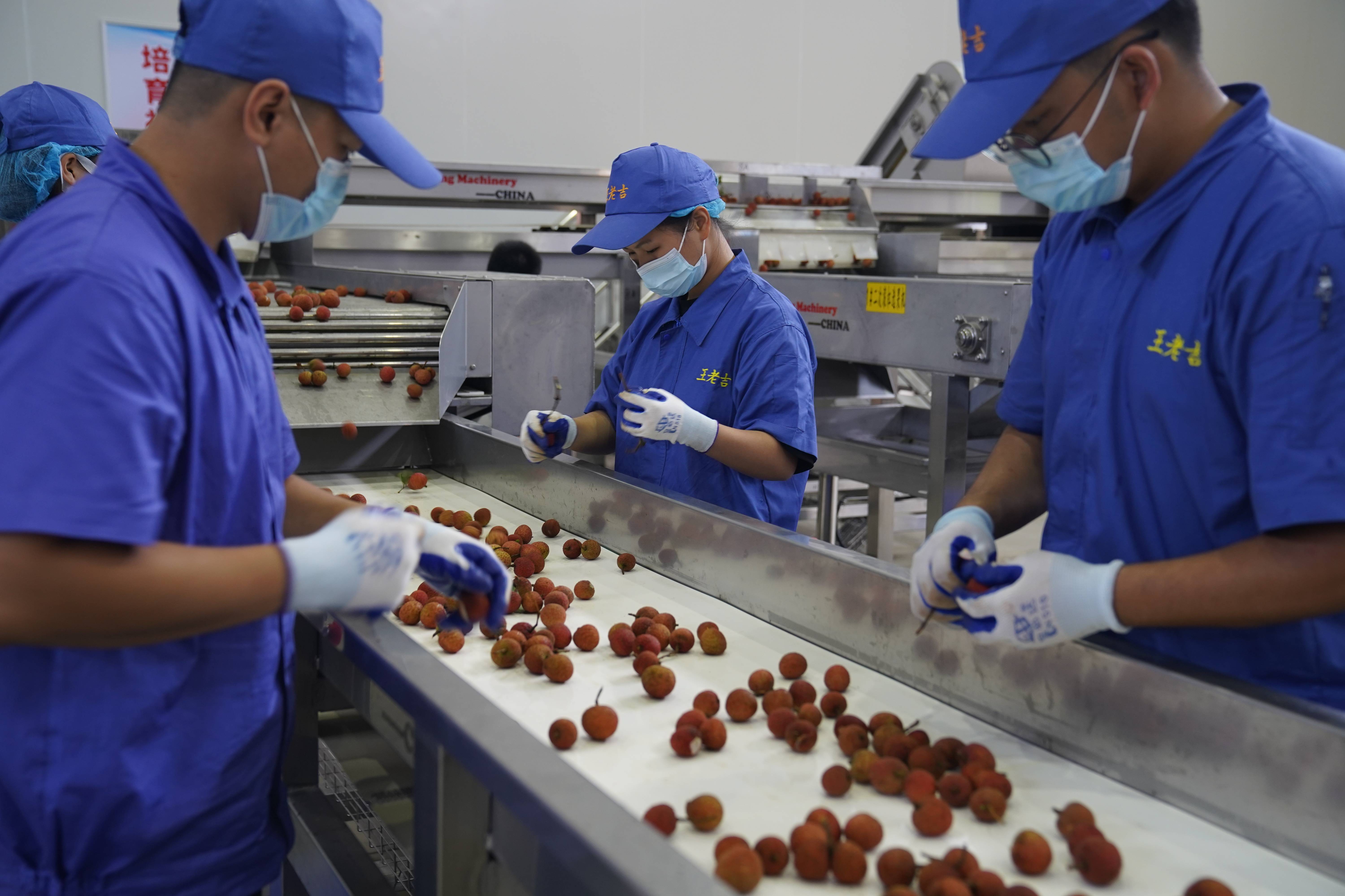 拓展精深加工,并在"三产"端以现代服务业助力茂名荔枝,广东荔枝更好地