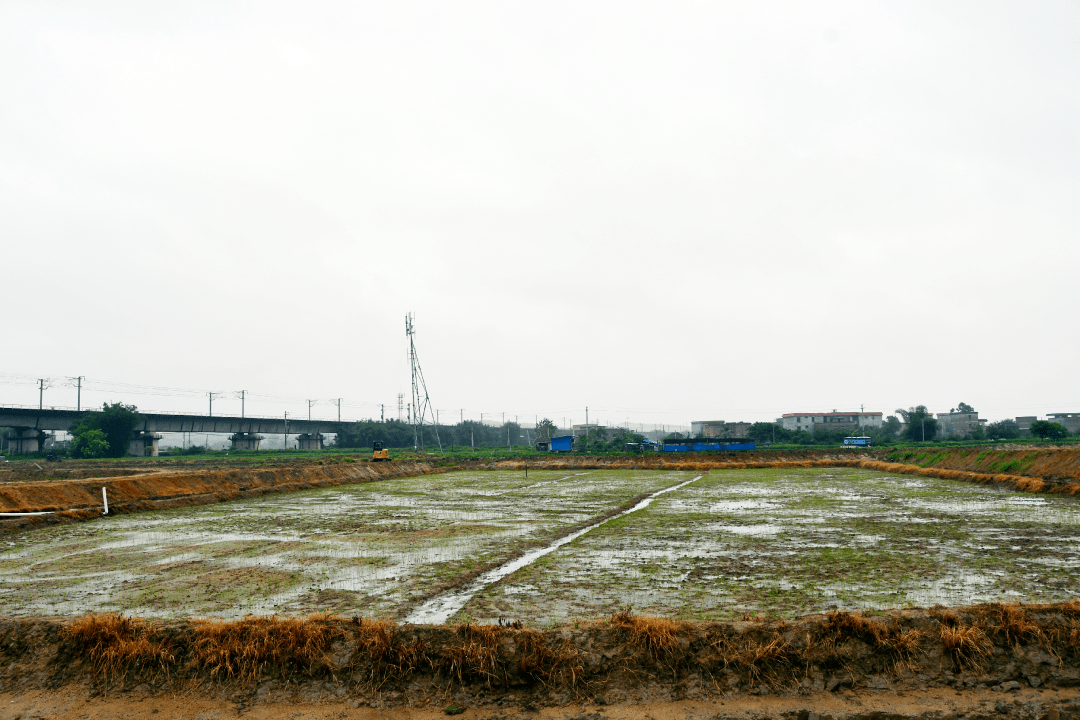 【百县千镇万村高质量发展工程】怀集马宁镇:扎实推动产业融合发展