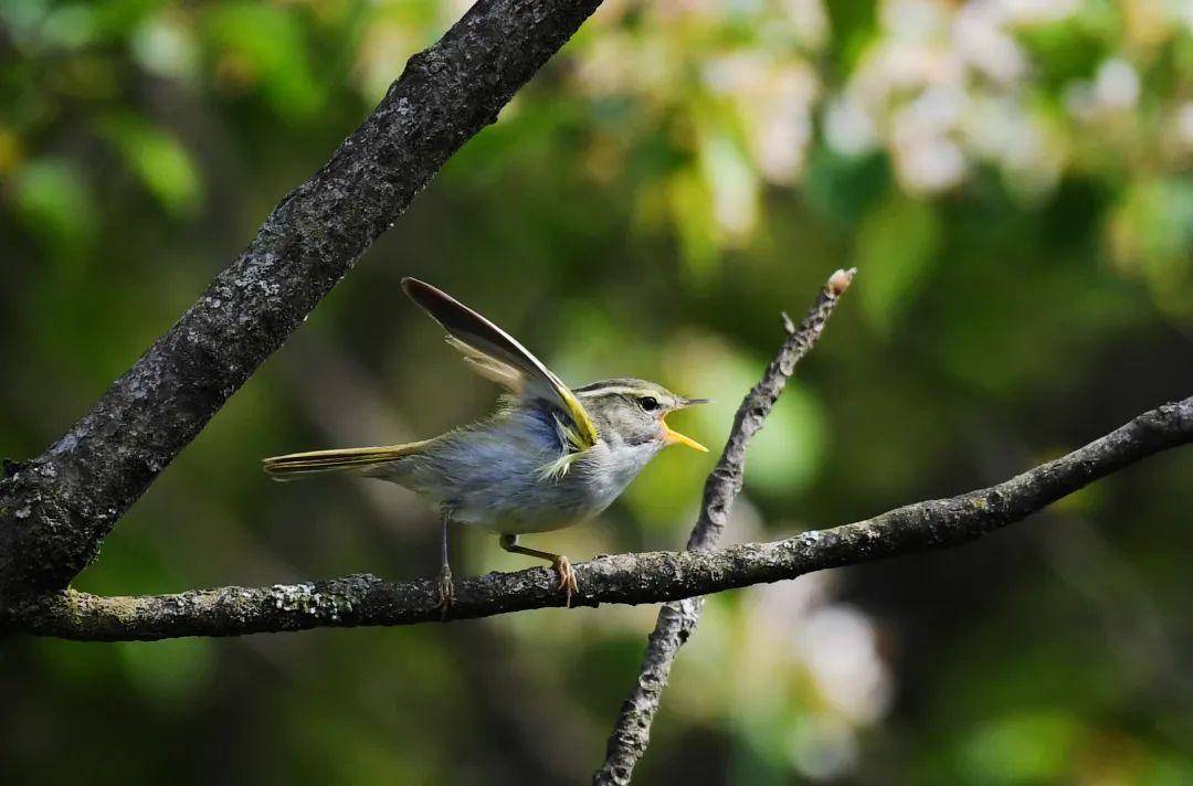 成县鸡峰山森林公园——鸟儿的天堂_长尾_保护_山雀