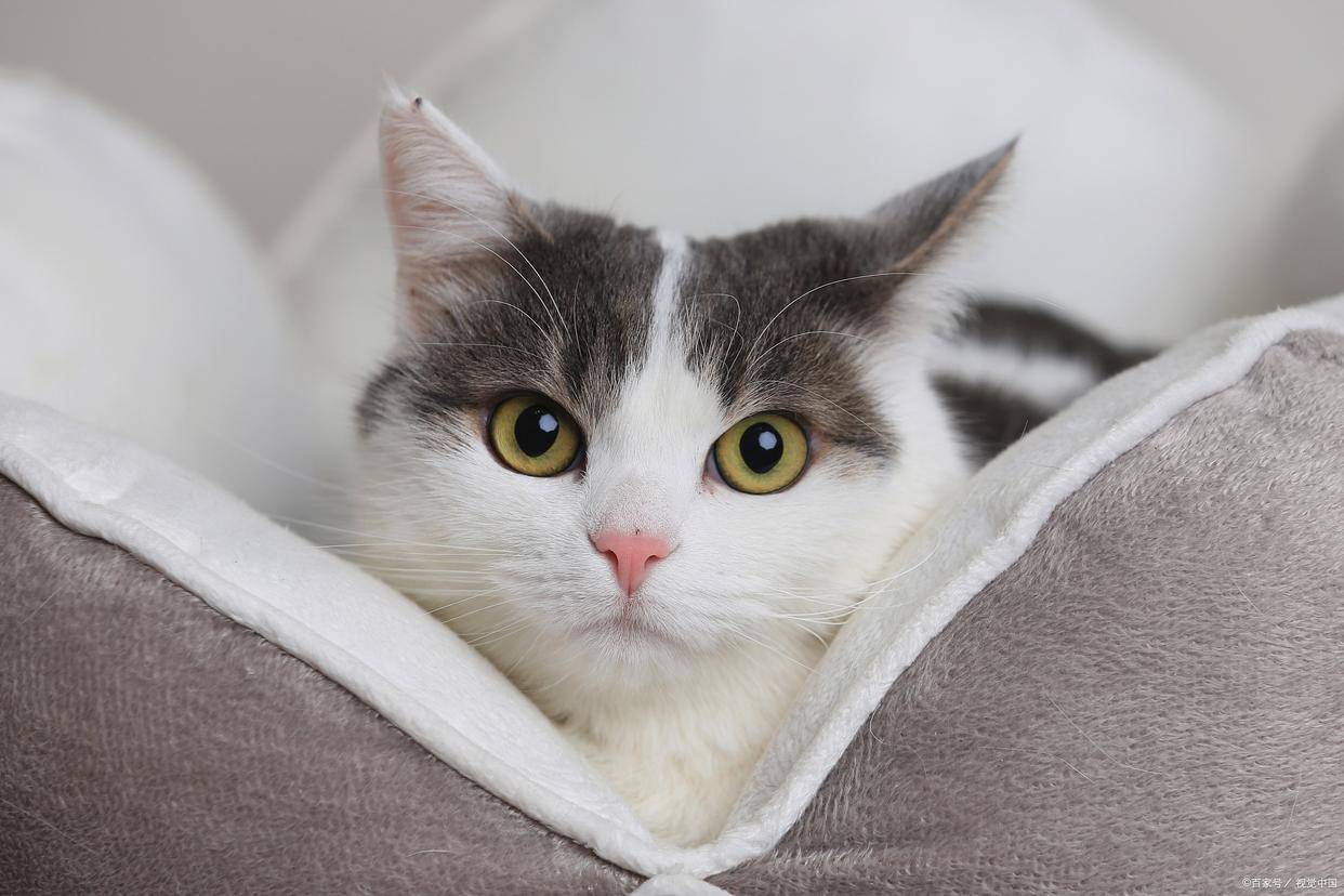 猫咪为什么会舔自己的菊花_肛门_问题_进行