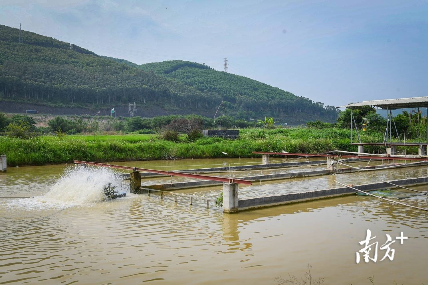 图集|"跑道"养鱼新模式,助力梅县区成山村鲈鱼游出小山村_养殖_叶运强