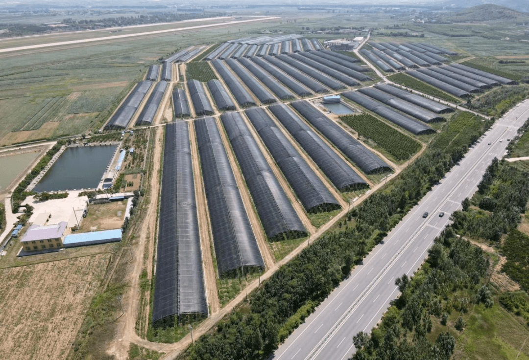 大连绿海农业大樱桃荣获