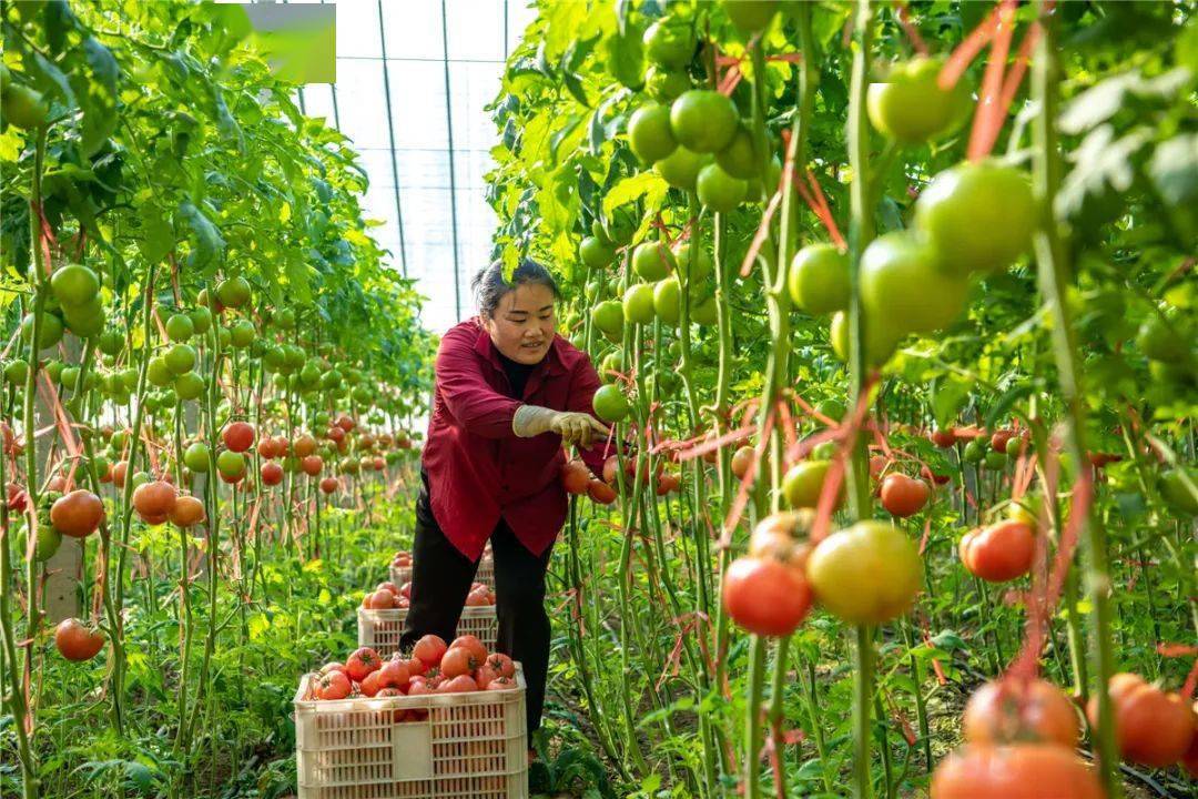 寿光七彩庄园蔬菜集团图片