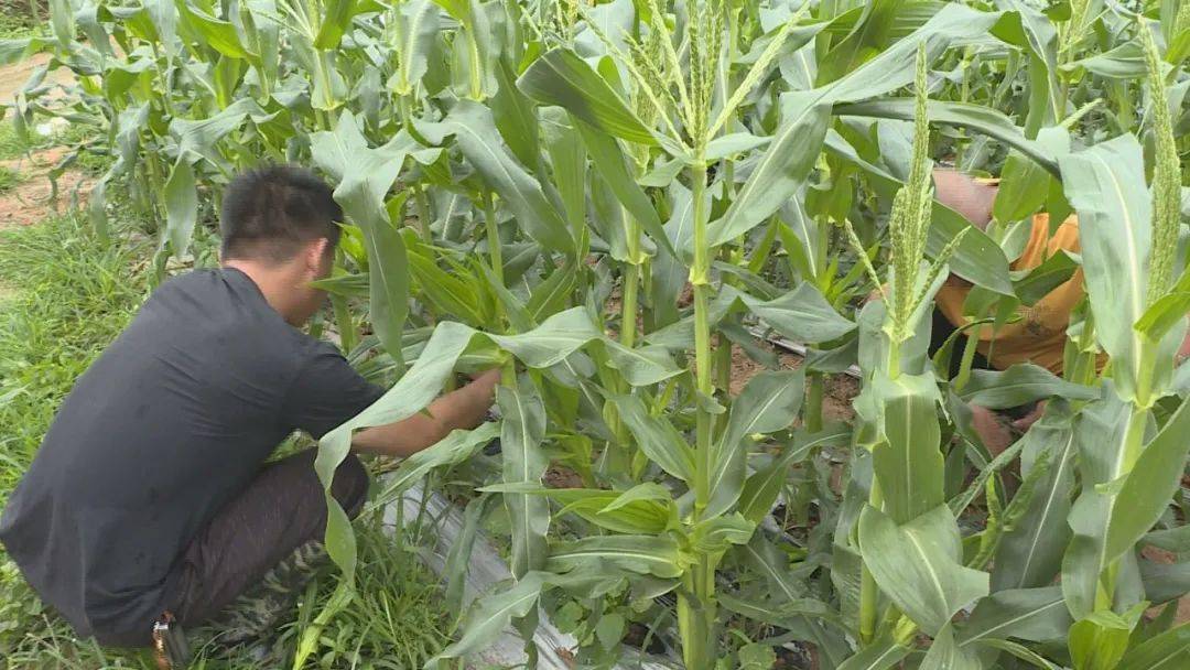 赖游龙:生态种植牛奶玉米青春给力家乡"治水"_整治_福建省_水果