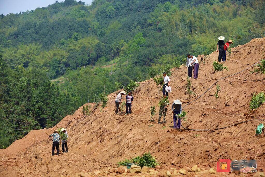 富顺县童寺镇:油茶树让荒山变"金山"_河村_发展_村民