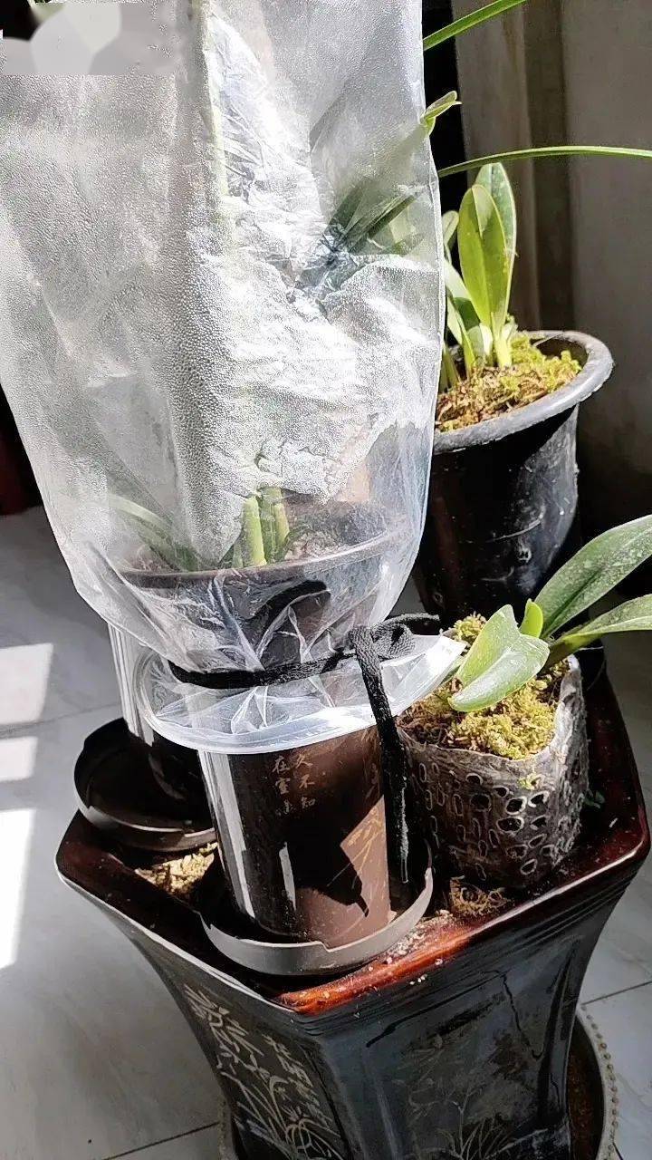 套个塑料袋,巧救失水兰,原理2个字"保湿"!_台友_方法_盆景
