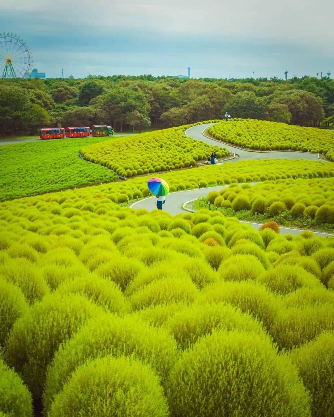 日立海濱公園茨城縣