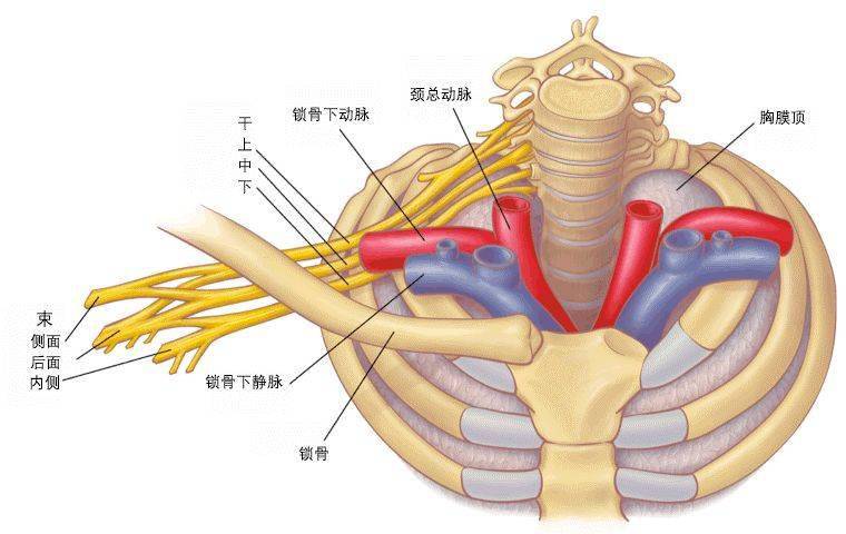是因为锁骨下动,静脉和臂丛神经,在胸廓出口处受到各种先天或后天继发