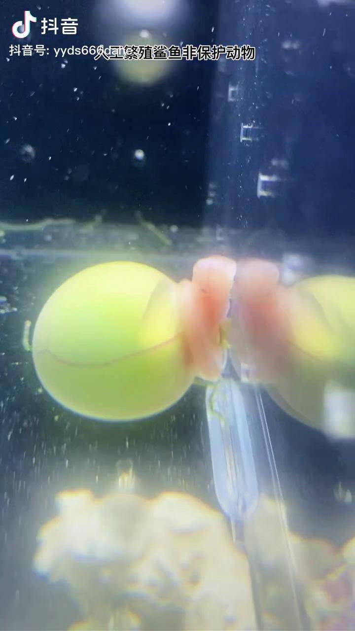 鲨鱼蛋里面的卡哇伊出来了,您好卡哇伊奇异动物召集令 鲨鱼蛋