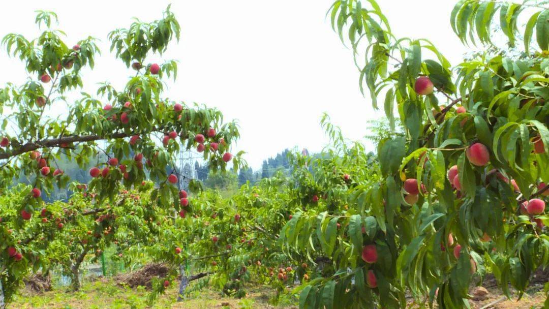 威远又多一处桃子采摘地,入园免费吃!_无花果_园区_威小妹