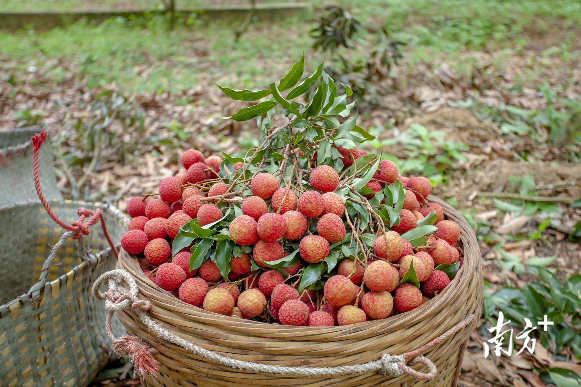 多产区集中上市,价格叫好又叫座_荔枝_平山镇_李达