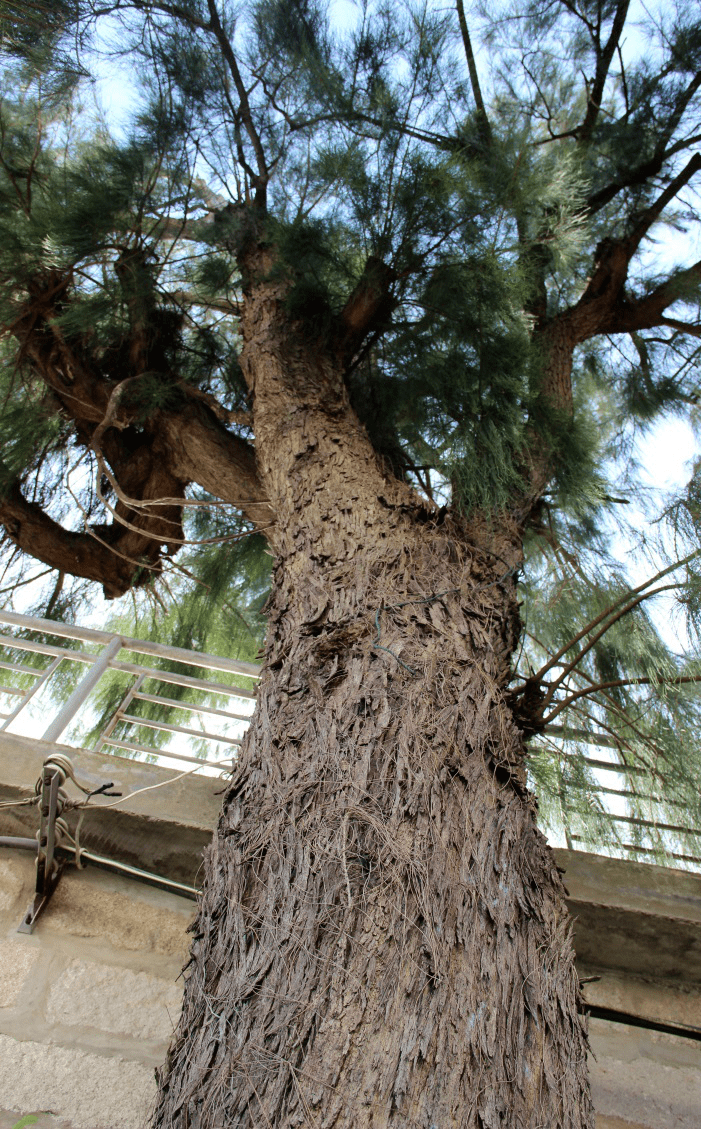 古树名木 | 008木麻黄