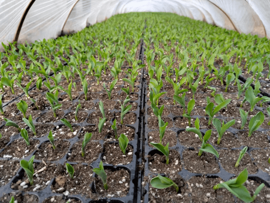 镇"高小坡"出品67牛奶玉米——给您夏日里的甜蜜_水果_种植_发展