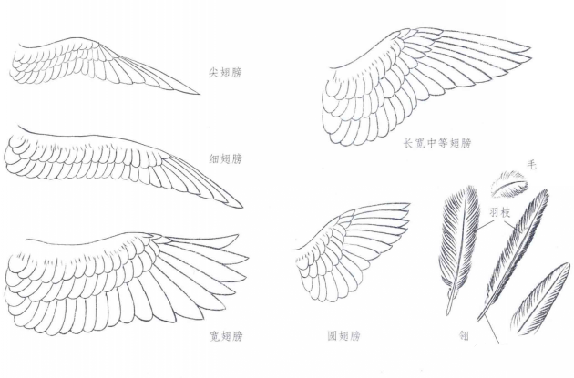 羽化简笔画图片