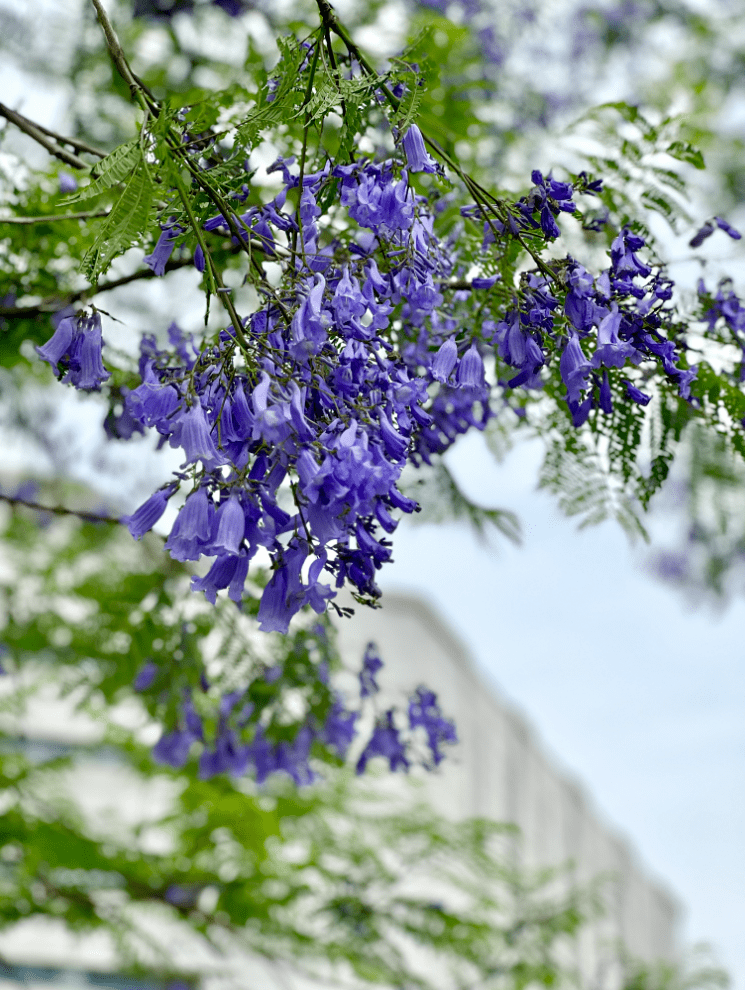 成都高新区还将持续围绕"花重锦官城"行动,打造以蓝花楹,紫薇花,照手