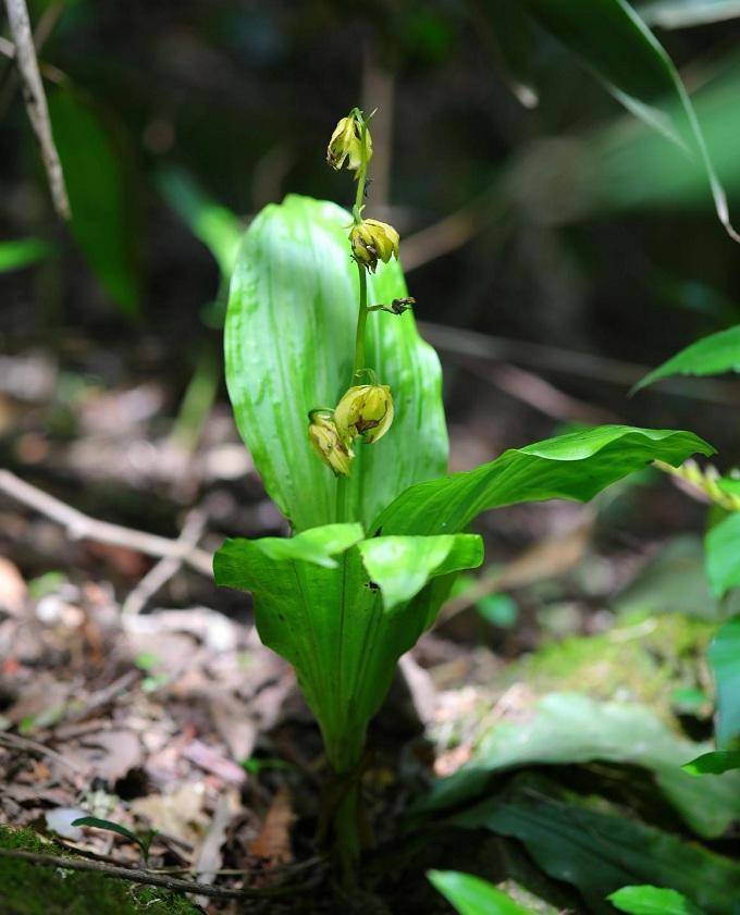 安吉发现世界极危物种 大黄花虾脊兰_植物_兰科_保护