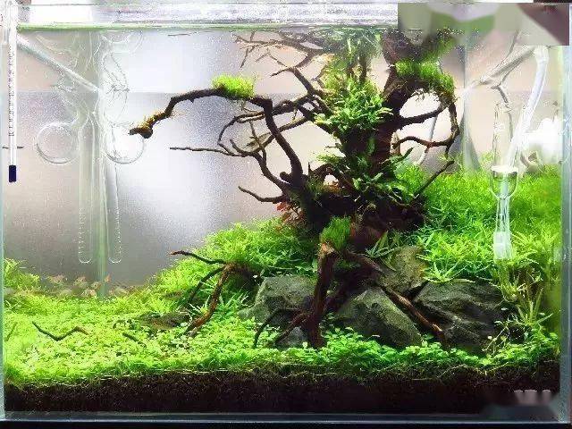 36cm迷你草缸开缸全过程_水族_造景_水草