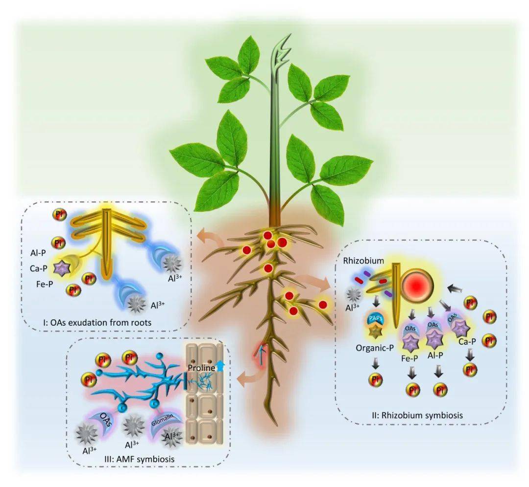 福建农林大学根系中心综述豆科植物适应酸性土壤的根系遗传改良进展