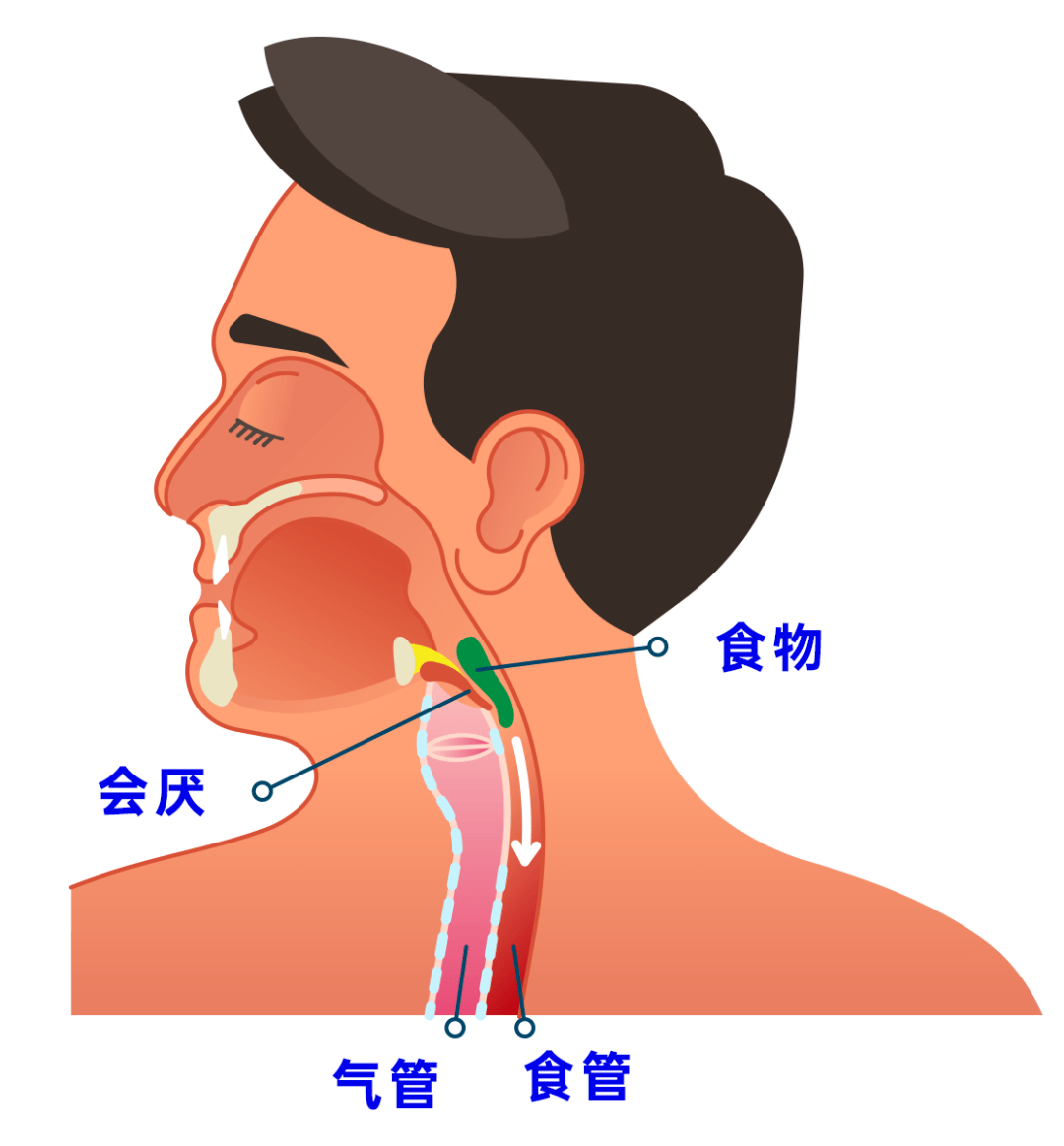 气管位于食管的前面,什么是会厌?有什么用?