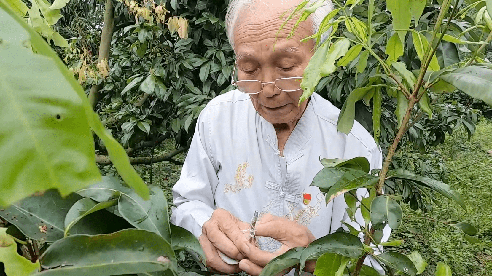 荔枝苗要嫁接吗怎么养