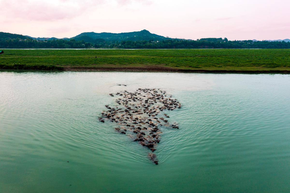 四川蓬安现"百牛渡江"景观_相如街道_南充_油房沟
