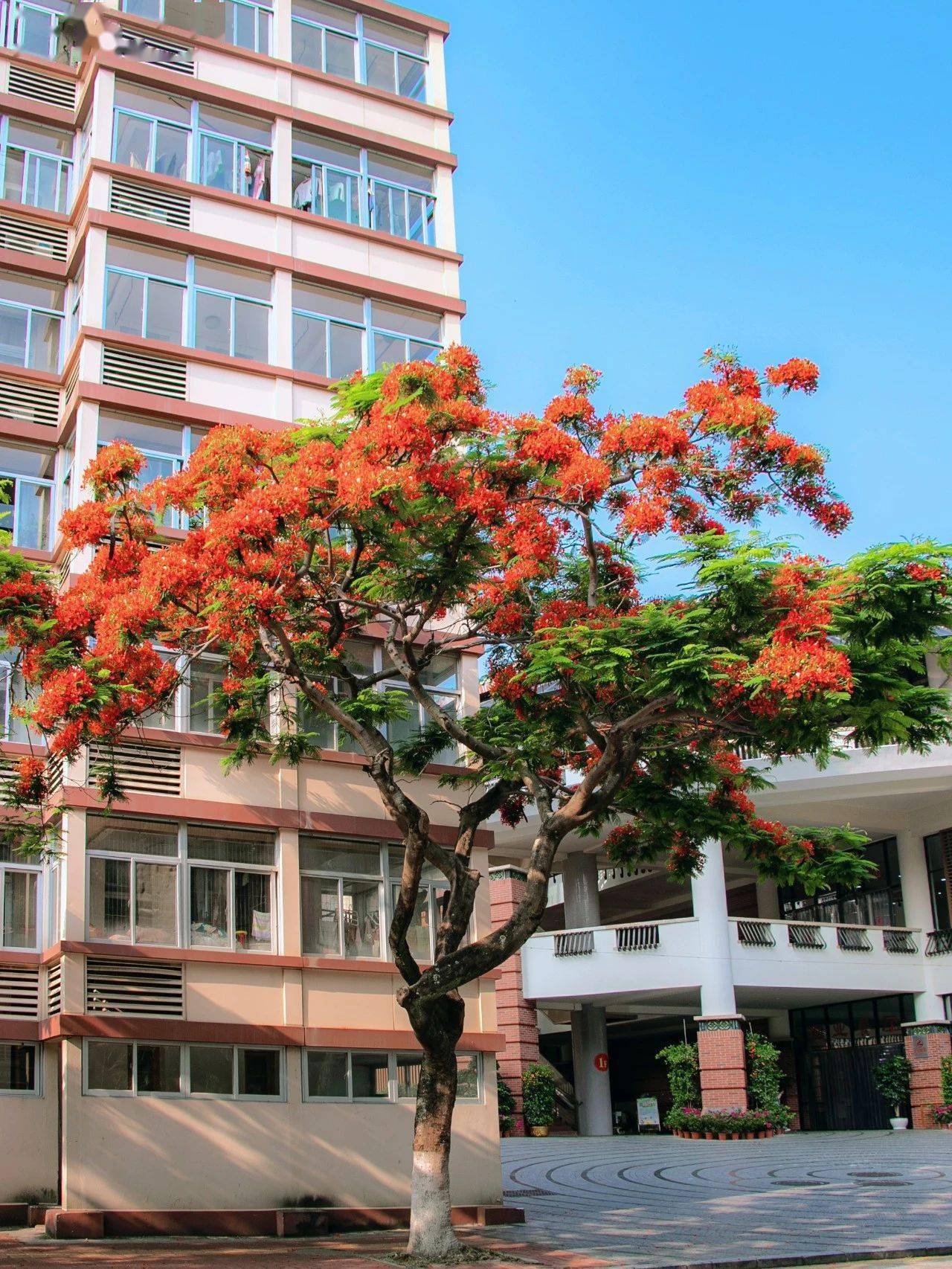 厦大蓝 x 凤凰花,何止灿烂!_夏天_燃烧_曾浣