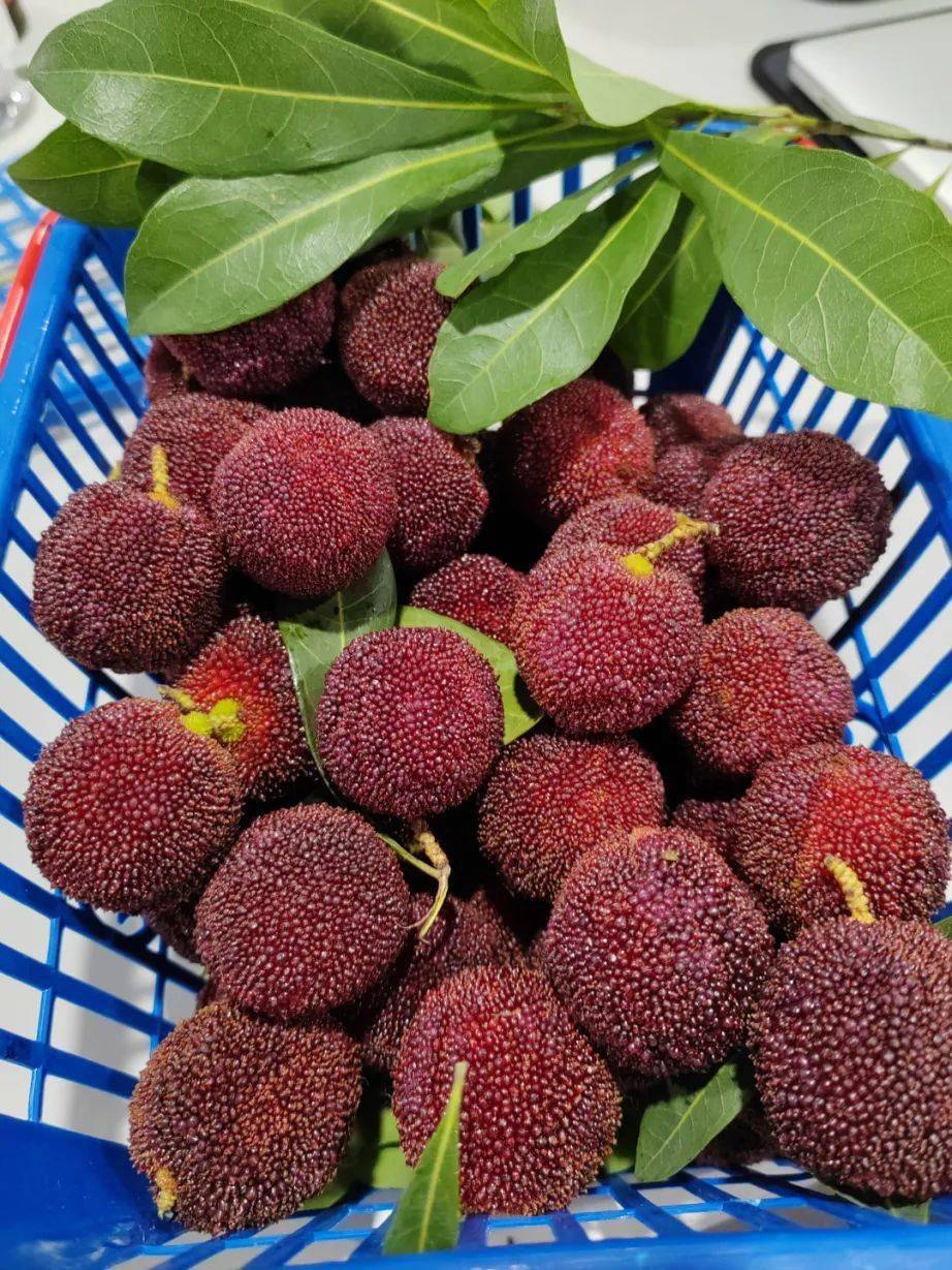 团购| 正宗青田白浦东魁杨梅,个大匀称,酸甜爆汁!