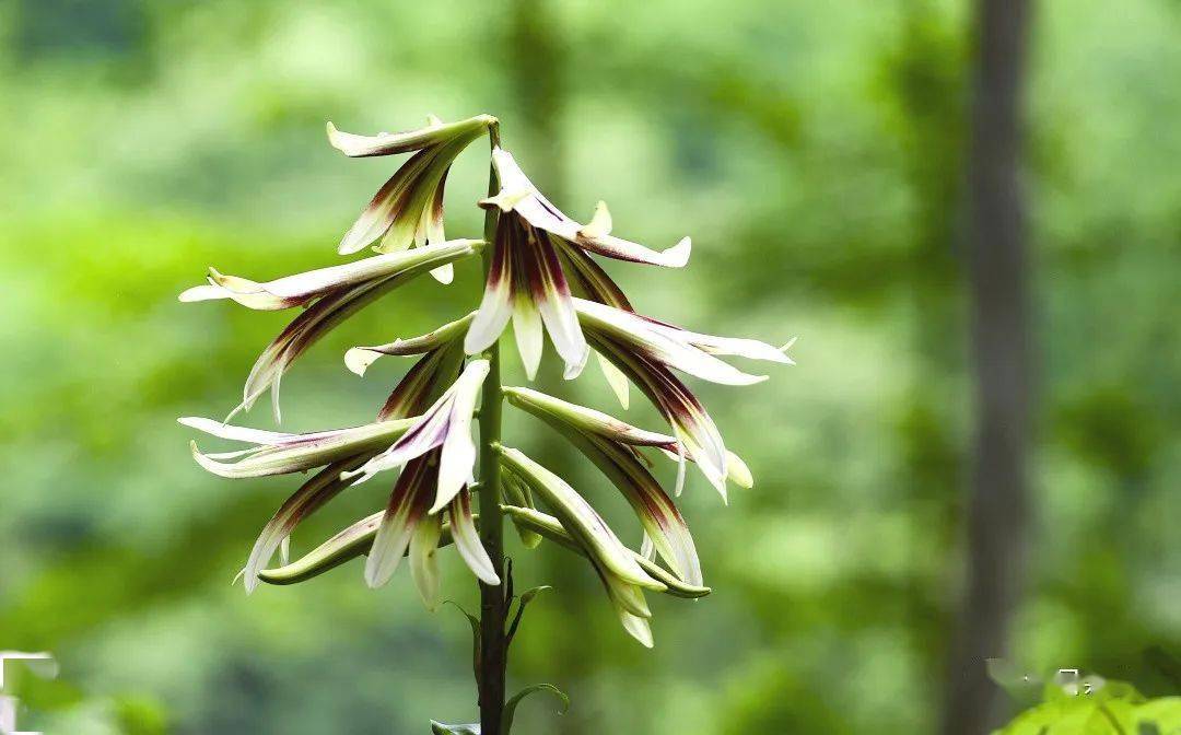 崇州山谷里,大片野百合浪漫绽放_琉璃_森林_山林