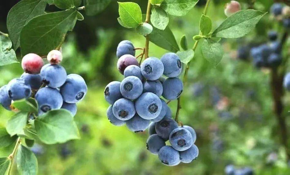 木 / 门 / 蓝 / 莓张 / 华 / 枇 / 杷东 / 河 / 杨 / 梅盐 / 河 / 车