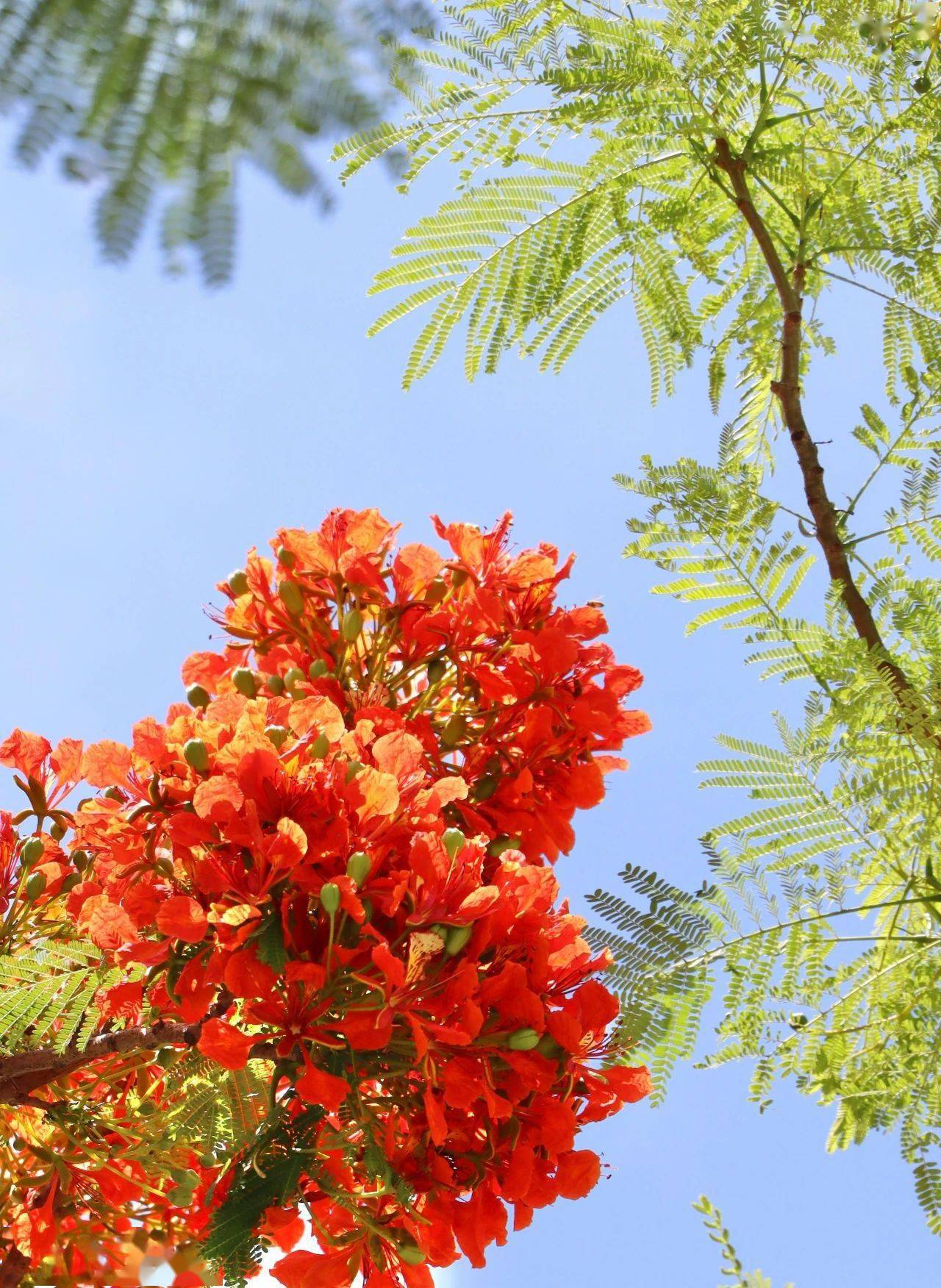 厦大蓝 x 凤凰花,何止灿烂!_夏天_燃烧_曾浣