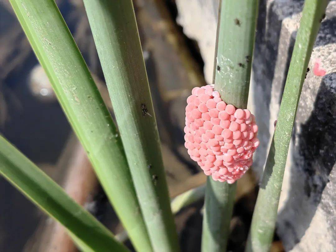 广州管圆线虫幼虫图片图片