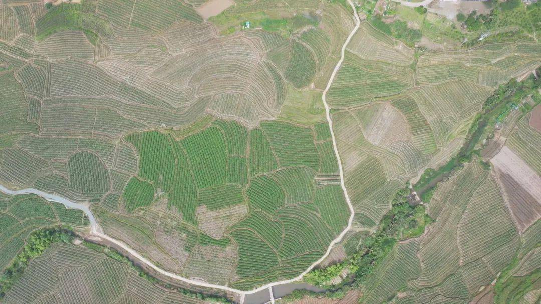 永泰槟榔芋夏管忙_永泰县_白云乡_种植户