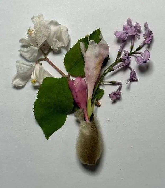 花草作画,雅韵流光_园林_园艺_张羽