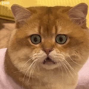 热门抖音情侣表情包:我不管我就要