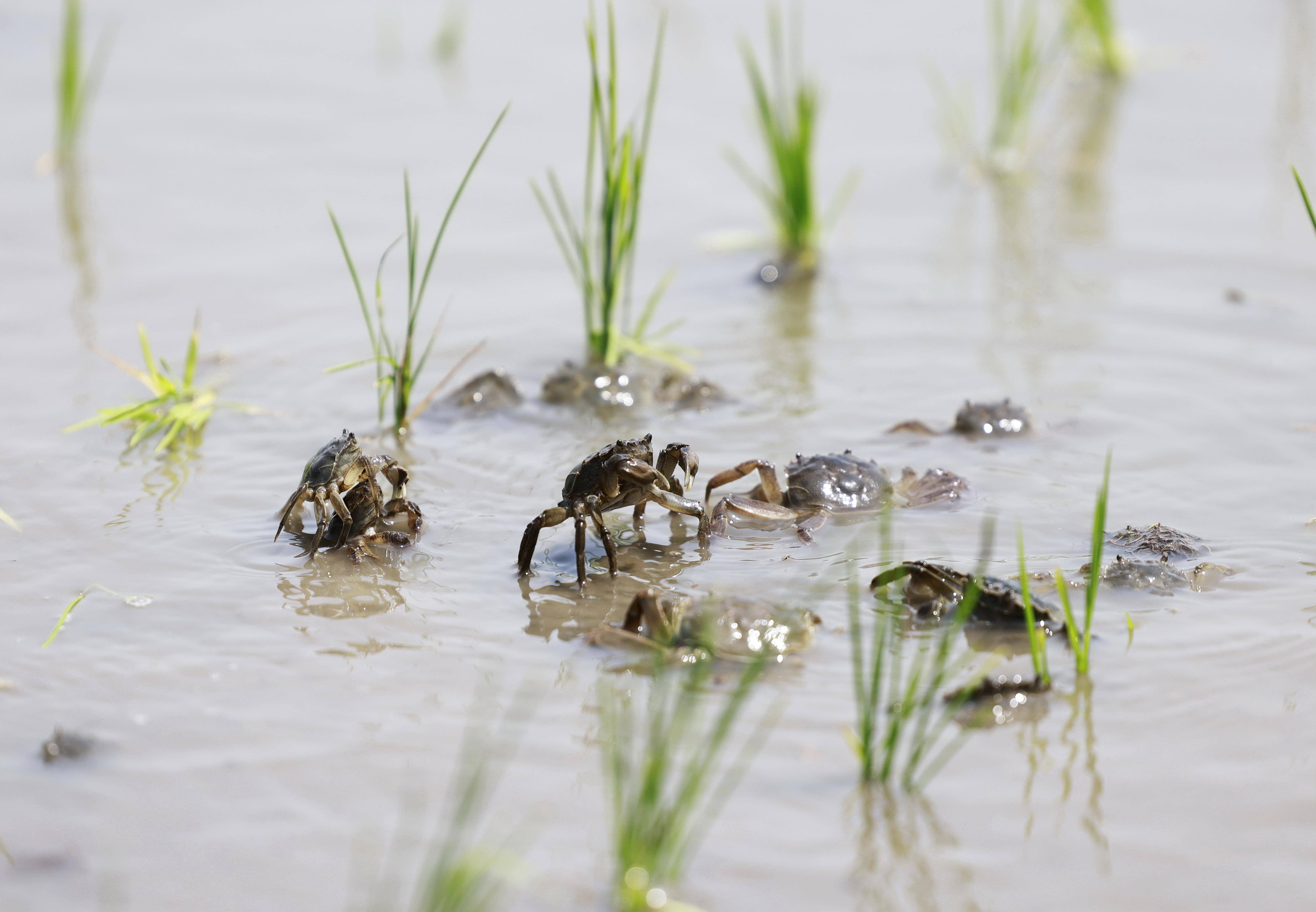 (经济)河北丰南:稻蟹生态种养促增收_新华社_发展_庄村