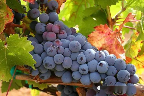 丹魄(tempranillo(又译为添帕尼尤,田普兰尼洛等,被誉为"西班牙的赤