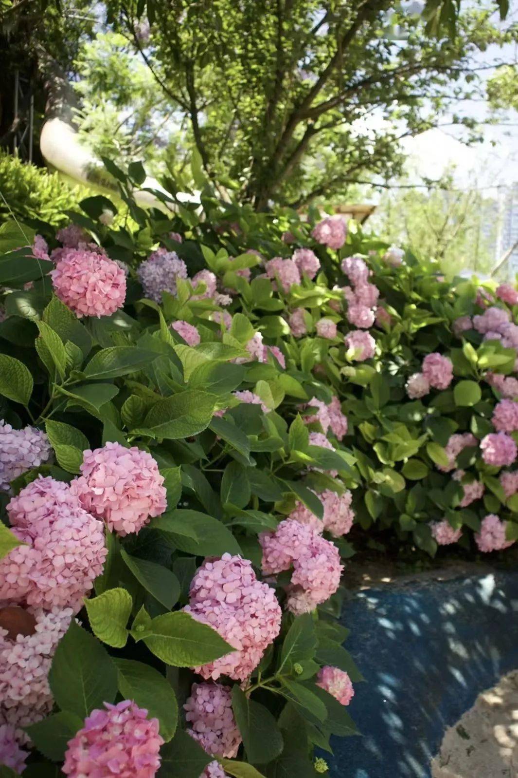 成都10000 绣球花开了,9片夏日限定蓝紫花海get!_地址_公园_交通