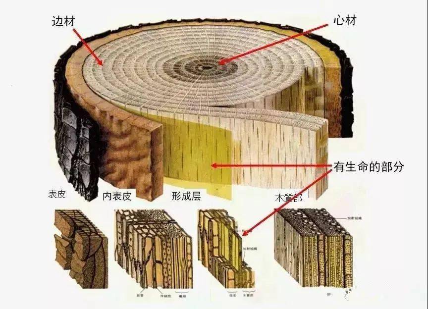 树木年轮辨别方向图片