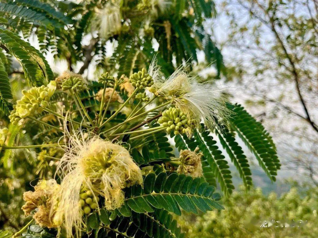 山合欢又叫做山槐,是豆科合欢属的植物,它们的树冠