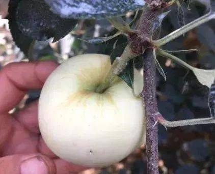 苹果果锈与锈果病有啥不同_病害_果实_防治