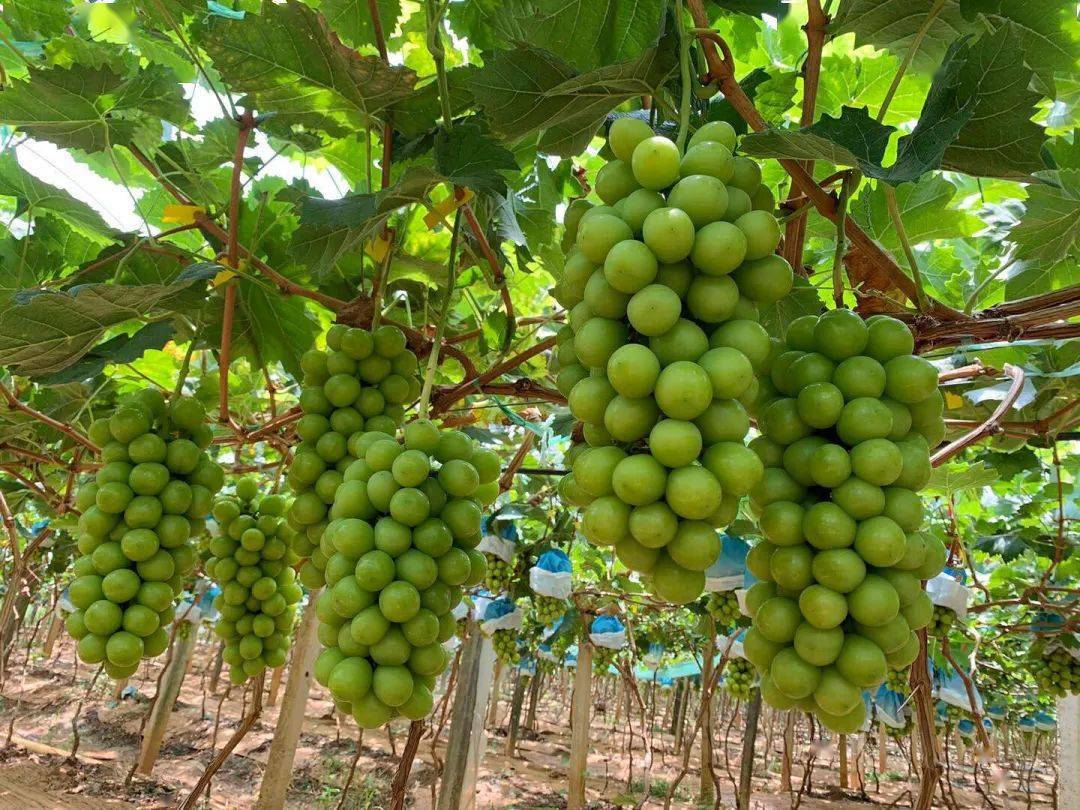 今年头茬【晴王阳光玫瑰葡萄】尝鲜99元4斤!颗颗水润饱满,脆甜多汁!