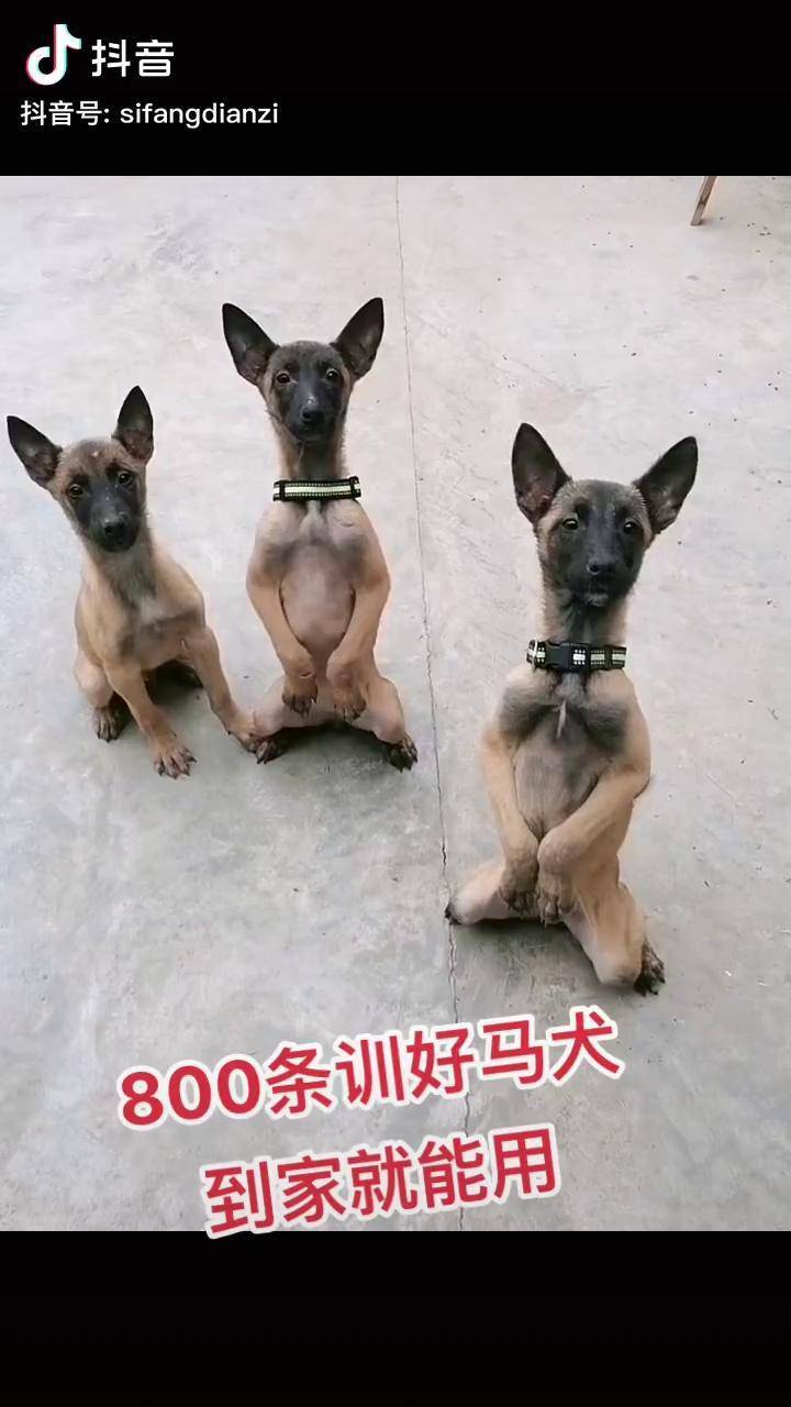 自繁自养 精品马犬 幼犬