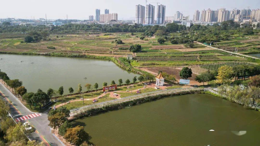 增城区仙塘村张锦莺:仙踪倩影景宜人,打造新型生态美丽乡村_建设_妇女