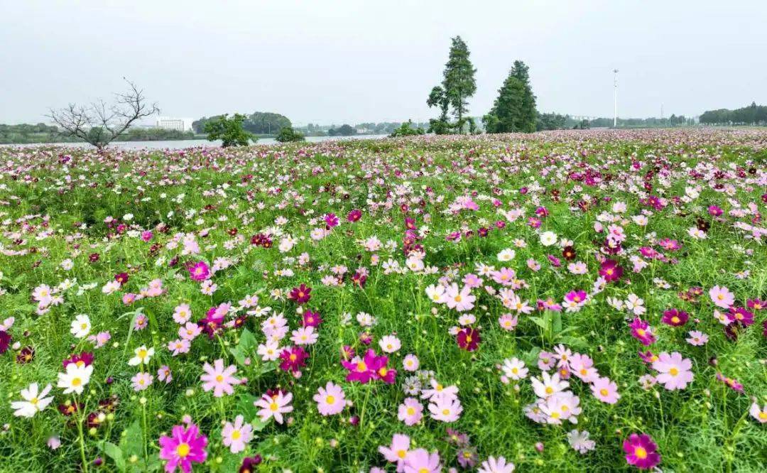 宁波东钱湖花海图片