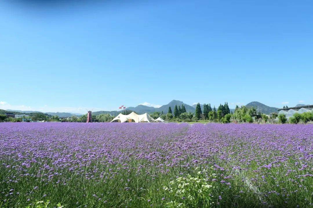 龙港发现一片紫色花海!_游客_凤凰_活动
