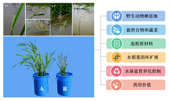 中国农业科学院研究人员发表菰属植物综述文章_基因_in_驯化